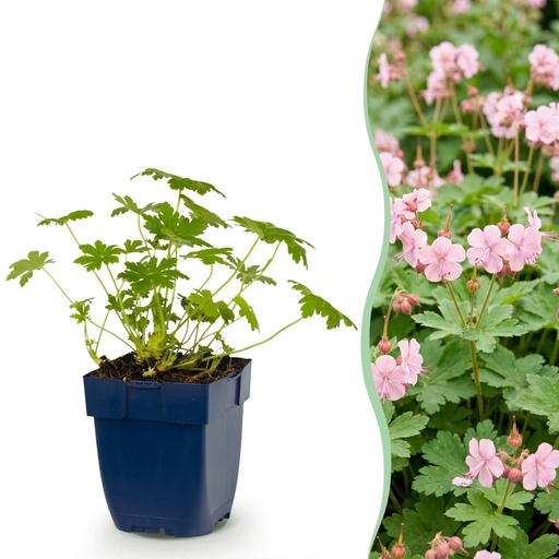 "Stauden - Geranium macr. Ingwersen's Variety - Storchschnabel - Bodendecker - Hellrosa - 6 Pflanzen - Topf 11cm - Höhe 15-25cm image"