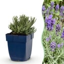 Stauden - Lavandula ang. Dwarf Blue - Lavendel - Duftend - Violett - 6 Pflanzen - Topf 11cm - Höhe 15-25cm