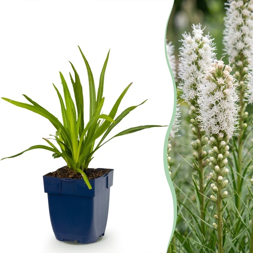 "Stauden - Liatris spicata Alba - Lampenputzer - Bienen- und Schmetterlingsanzieher - Weiß - 6 Pflanzen - Topf 11cm - Höhe 15-25cm image"