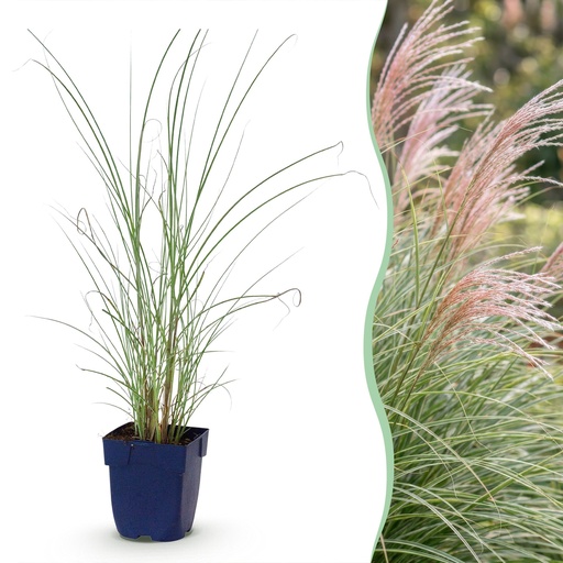 "Gräser - Miscanthus sin. Morning Light - Pampasgras - Mit Feder - Silber - 6 Pflanzen - Topf 11cm - Höhe 15-25cm image"