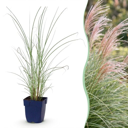 "Chinaschilf (Miscanthus sinensis) – winterhartes Ziergras, Höhe ca. 11 cm image"