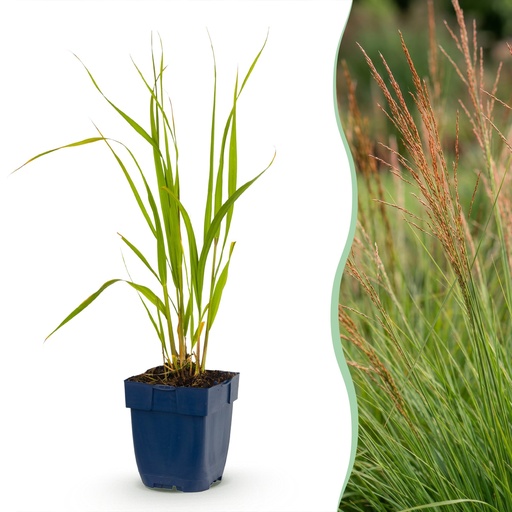 "Gräser - Molinia caer. Heidebraut - Rohrbinse - Mit Blüte - Grün - 6 Pflanzen - Topf 11cm - Höhe 15-25cm image"