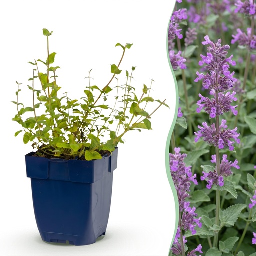 "Stauden - Nepeta rac. Grog - Katzenminze - Bienchen- und Schmetterlingsanzieher - Blau - 6 Pflanzen - Topf 11cm - Höhe 15-25cm image"