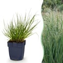 Gräser - Panicum virg. Northwind - Prairiegras - Mit Blüte - Grün - 1 Pflanze - Topf 11cm - Höhe 15-25cm