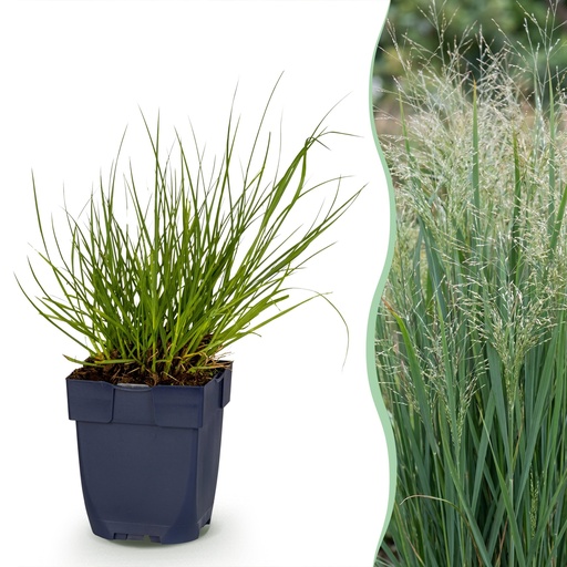 "Gräser - Panicum virg. Northwind - Prairiegras - Mit Blüte - Grün - 1 Pflanze - Topf 11cm - Höhe 15-25cm image"