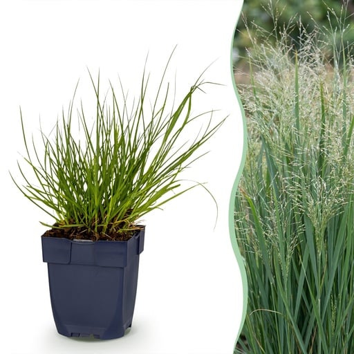 "Rutenhirse (Panicum virgatum) – winterhartes Ziergras, Höhe ca. 11 cm image"