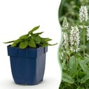Staudenpflanze - Stachys off. Alba - Hasenohren - Bienen- und Schmetterlingsanwerfer - Weiß - 6 Pflanzen - Topf 11cm - Höhe 15-25cm
