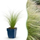 Gräser - Stipa tenuissima Ponytails - Federgras - Immergrün - Grün - 6 Pflanzen - Topf 11cm - Höhe 15-25cm