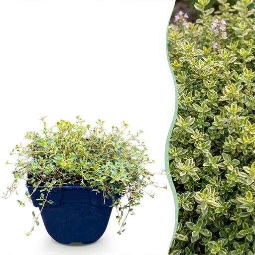 "Staudenpflanze - Thymus citr. Sambesi - Zitronen-Thymian - Duftend - Gelb - 6 Pflanzen - Topf 11cm - Höhe 15-25cm image"