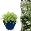 Stauden - Thymus praecox Albiflorus - Weiße Kriech-Thymian - Duftend - Weiß - 6 Pflanzen - Topf 11cm - Höhe 15-25cm