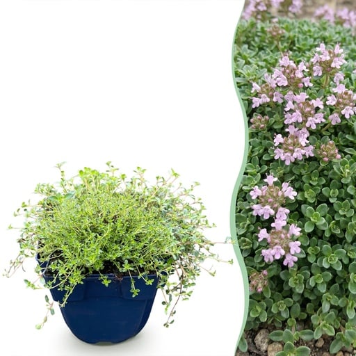 "Frühblühender Thymian (Thymus praecox) – winterharte Bodendecker-Staude, Höhe ca. 11 cm image"