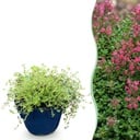 Stauden - Thymus praecox Red Carpet - KriechThyme - Duftend - Rot-Rosa - 6 Pflanzen - Topf 11cm - Höhe 15-25cm