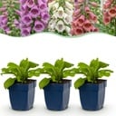 Stauden - Digitalis Tricolour - Fingerhut - Schatten - Rosa - Violett - Weiß - 12 Pflanzen - Topf 11cm - Höhe 15-25cm