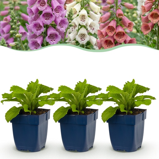 "Stauden - Digitalis Tricolour - Fingerhut - Schatten - Rosa - Violett - Weiß - 12 Pflanzen - Topf 11cm - Höhe 15-25cm image"