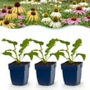 Stauden - Echinacea Tricolour - Sonnenhut - Bienen- und Schmetterlingsmagneten - Gelb - Rosa - Weiß - 12 Pflanzen - Topf 11cm - Höhe 15-25cm