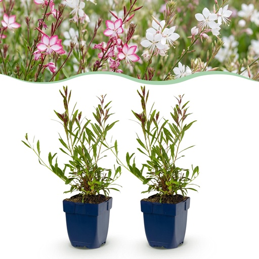 "Stauden - Gaura Duo - Prachtkerze - Bienen und Schmetterlingsanzieher - Rosa - Weiß - 12 Pflanzen - Topf 11cm - Höhe 15-25cm image"
