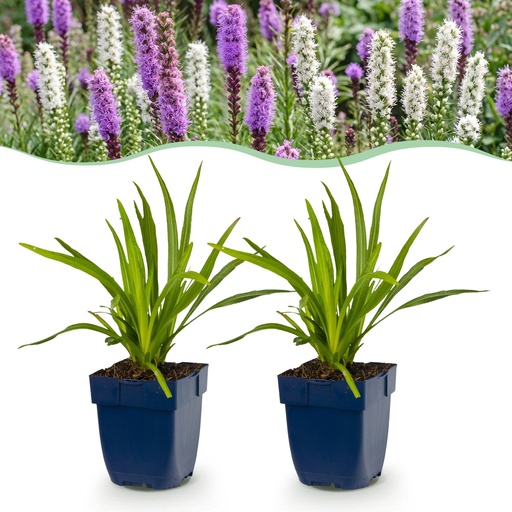 "Stauden - Liatris Duo - Fackellilie - Bienen- und Schmetterlingsmagneten - Rosa - Weiß - 12 Pflanzen - Topf 11cm - Höhe 15-25cm image"