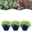 Stauden - Thymus Tricolour - Tym - Bodendecker - Rosa - Rot - Weiß - 12 Pflanzen - Topf 11cm - Höhe 15-25cm