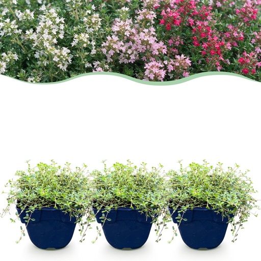 "Stauden - Thymus Tricolour - Tym - Bodendecker - Rosa - Rot - Weiß - 12 Pflanzen - Topf 11cm - Höhe 15-25cm image"