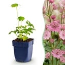 Staudenpflanze - Astrantia major - Sterneblume - Schatten - Weiß-Rosa - 12 Pflanzen - Topf 11cm - Höhe 15-25cm
