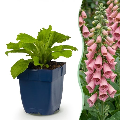 "Stauden - Digitalis mertonensis - Fingerhut - Schatten - Rosa - 12 Pflanzen - Topf 11cm - Höhe 15-25cm image"