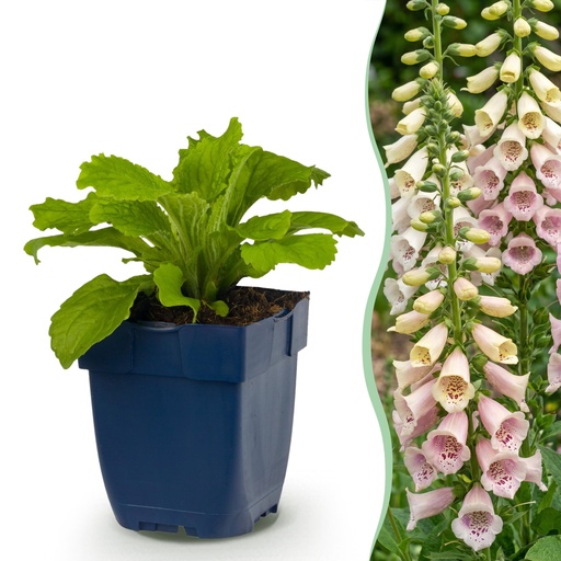 "Staude - Digitalis purp. Gloxiniiflora - Fingerhut - Schatten - Weiß-Rosa - 12 Pflanzen - Topf 11cm - Höhe 15-25cm image"