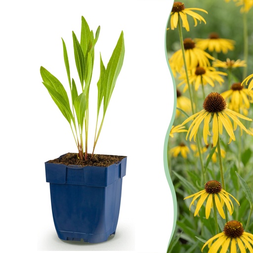 "Stauden - Echinacea paradoxa - Sonnenhut - Bienen- und Schmetterlingsanreizer - Gelb - 12 Pflanzen - Topf 11cm - Höhe 15-25cm image"