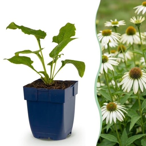 "Purpursonnenhut 'Alba' 12er-Set (Echinacea purpurea) – winterharte Staude, Topf-Ø 11 cm, Höhe ca. 15–25 cm image"
