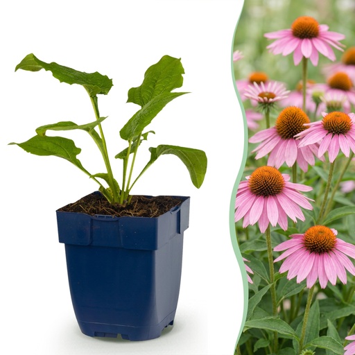 "Staude - Echinacea purp. Magnus - Sonnenhut - Bienen- und Schmetterlingsanzieher - Rosa - 12 Pflanzen - Topf 11cm - Höhe 15-25cm image"