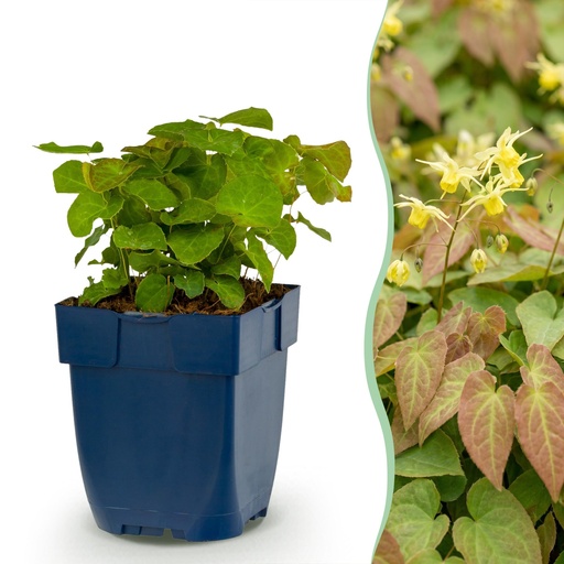 "Stauden - Epimedium perralch. Frohnleiten - Elfenblume - Schatten - Gelb - 12 Pflanzen - Topf 11cm - Höhe 15-25cm image"