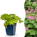 Staude - Geranium macrorrhizum - Storchschnabel - Bodendecker - Rosa - 12 Pflanzen - Topf 11cm - Höhe 15-25cm