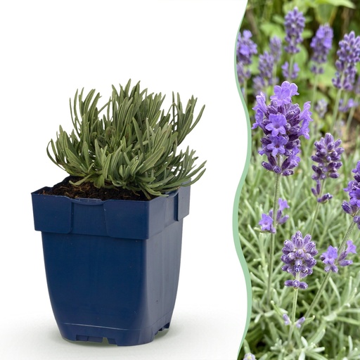 "Stauden - Lavandula ang. Dwarf Blue - Lavendel - Duftend - Violett - 12 Pflanzen - Topf 11cm - Höhe 15-25cm image"