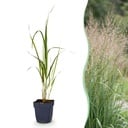 Gräser - Molinia arund. Karl Foerster - Rohrglanzgras - Mit Blüte - Grün - 12 Pflanzen - Topf 11cm - Höhe 15-25cm