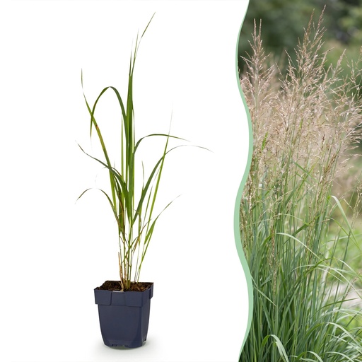 "Gräser - Molinia arund. Karl Foerster - Rohrglanzgras - Mit Blüte - Grün - 12 Pflanzen - Topf 11cm - Höhe 15-25cm image"