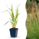 Gräser - Molinia caer. Heidebraut - Rohrbinse - Mit Blüte - Grün - 12 Pflanzen - Topf 11cm - Höhe 15-25cm