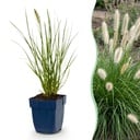 Gräser - Pennisetum alop. Little Bunny - Fuchsschwanzgras - Mit Blüte - Grün - 12 Pflanzen - Topf 11cm - Höhe 15-25cm