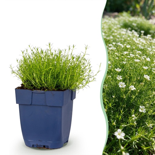 "Stauden - Sagina subulata - Mauerblümchen - Weiß - 12 Pflanzen - Topf 11cm - Höhe 15-25cm image"