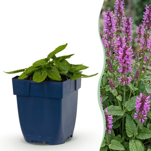 "Stauden - Stachys mon. Hummelo - Hasenohr - Bienen- und Schmetterlingsanzieher - Lila - 12 Pflanzen - Topf 11cm - Höhe 15-25cm image"