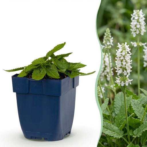 "Staudenpflanze - Stachys off. Alba - Hasenohren - Bienen- und Schmetterlingsanwerfer - Weiß - 12 Pflanzen - Topf 11cm - Höhe 15-25cm image"
