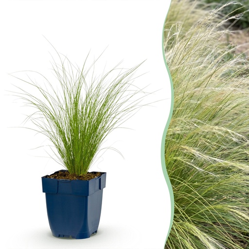 "Gräser - Stipa tenuissima Ponytails - Federgras - Immergrün - Grün - 12 Pflanzen - Topf 11cm - Höhe 15-25cm image"