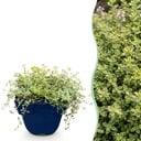 Staudenpflanze - Thymus citr. Sambesi - Zitronen-Thymian - Duftend - Gelb - 12 Pflanzen - Topf 11cm - Höhe 15-25cm
