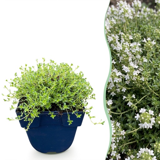 "Stauden - Thymus praecox Albiflorus - Weiße Kriech-Thymian - Duftend - Weiß - 12 Pflanzen - Topf 11cm - Höhe 15-25cm image"
