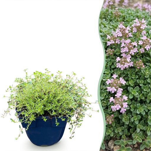 "Stauden - Thymus praecox Minor - Kriechender Thymian - Duftend - Rosa - 12 Pflanzen - Topf 11cm - Höhe 15-25cm image"