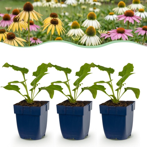 "Stauden - Echinacea Tricolour - Sonnenhut - Bienen- und Schmetterlingsmagneten - Gelb - Rosa - Weiß - 24 Pflanzen - Topf 11cm - Höhe 15-25cm image"