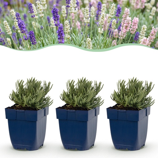 "Stauden - Lavandula Tricolour - Lavendel - Duftend - Blau - Rosa - Weiß - 24 Pflanzen - Topf 11 cm - Höhe 15-25 cm image"