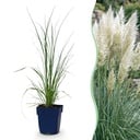 Gräser - Cortaderia sell. Pumila - Zwerg-Pampasgras - Mit Feder - Grau - 24 Pflanzen - Topf 11cm - Höhe 15-25cm