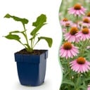 Staude - Echinacea purp. Magnus - Sonnenhut - Bienen- und Schmetterlingsanzieher - Rosa - 24 Pflanzen - Topf 11cm - Höhe 15-25cm