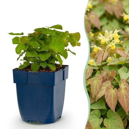 "Garten-Elfenblume (Epimedium perralchicum) – winterharte Staude, Höhe ca. 11 cm image"