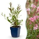 Stauden - Gaura lindh. Florgauros - Prachtkerze - Bienen- und Schmetterlingsmagneten - Rosa - 24 Pflanzen - Topf 11cm - Höhe 15-25cm