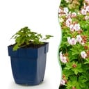 Stauden - Geranium macr. Spessart - Storchschnabel - Bodendeckend - Weiß-Rosa - 24 Pflanzen - Topf 11cm - Höhe 15-25cm